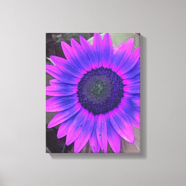 Toile de tournesol violet rose N (Recto)