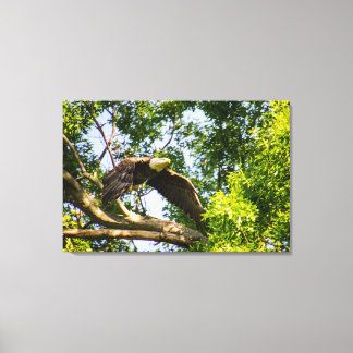 Toile Décollage de la branche d'aigle à tête plate