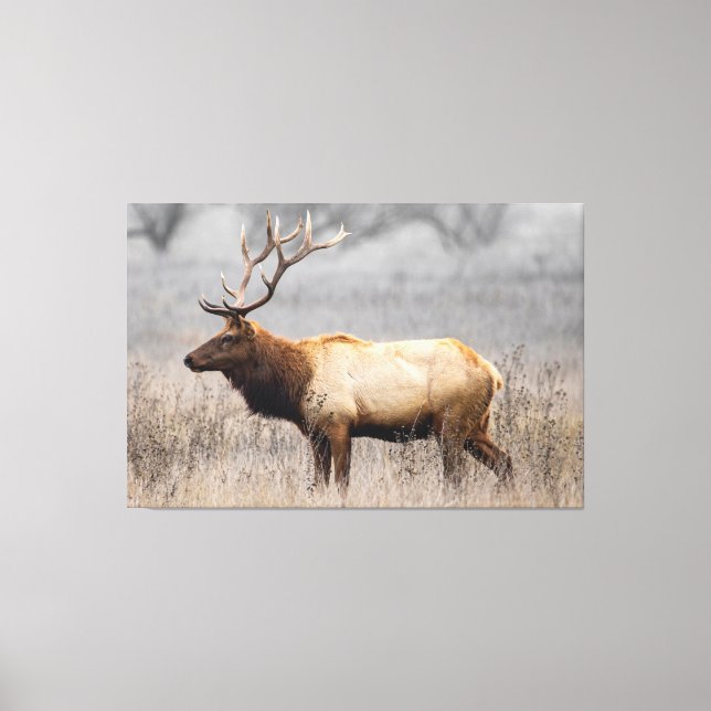 Toile Deer Stag Animaux Faune Nature Buck (Recto)