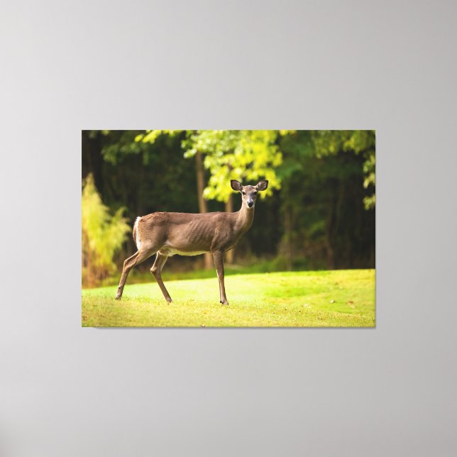Toile Deer sur le terrain de golf (Recto)