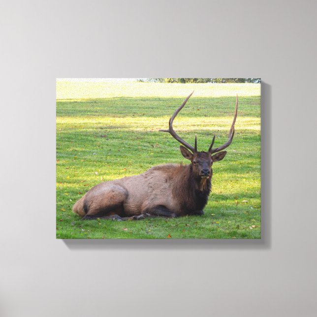 Toile d'Elk (Recto)