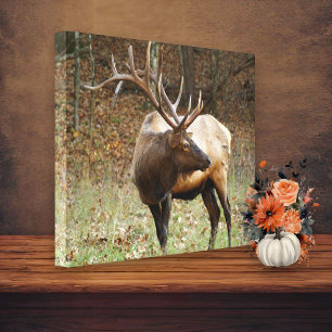 Toile d'Elk de montagne fumée