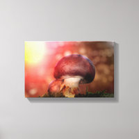 Der Pilz