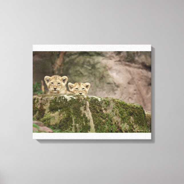 Toile Des Lions Cubs Qui Regardent Sur Le Rocher (Recto)