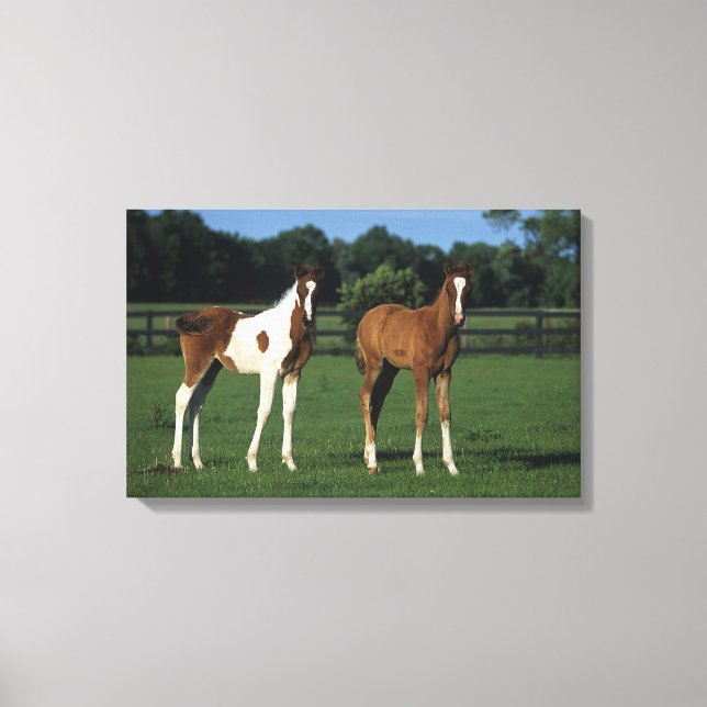 Toile Des poulains arabes debout dans le champ de Grassy (Recto)