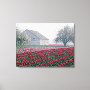 Toile Des tulipes rouges et roses saluent la journée par