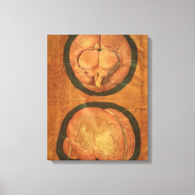 Toile Dessin anatomique du cerveau humain (Recto)