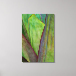Toile Détail de la plante d'Agave