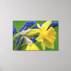 Toile Détail des fleurs de jonquille et de jacinthe. Cré