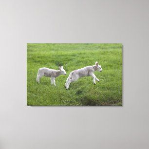 Toile Deux agneaux