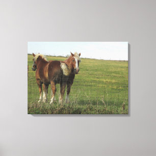 Toile Deux beaux chevaux ambre à côté d'une ferme Pho