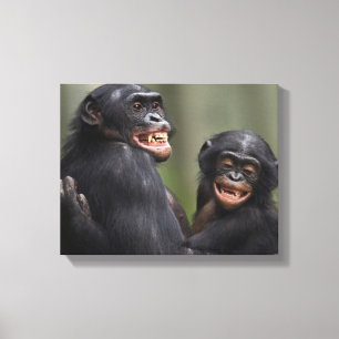 Toile Deux bonobos de sourire
