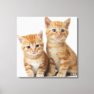 Toile Deux chatons adorables