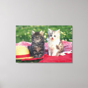 Toile Deux Chatons Assis Sur Une Couverture Rouge