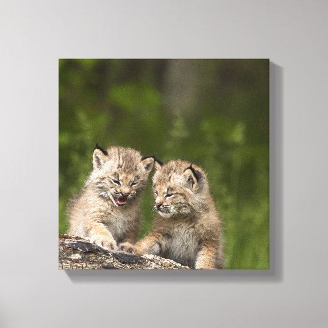 Toile Deux Chatons Lynx Du Canada Jouent Sur Un Journal (Recto)