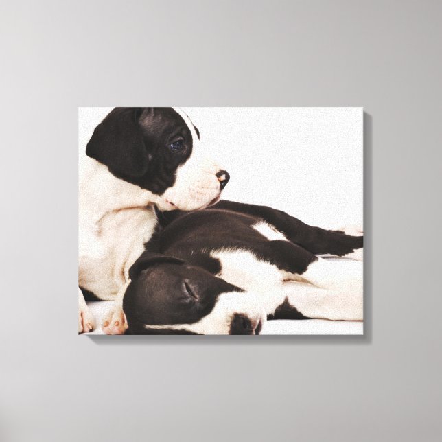 Toile Deux chiots arlequins Great Dane blancs (Recto)