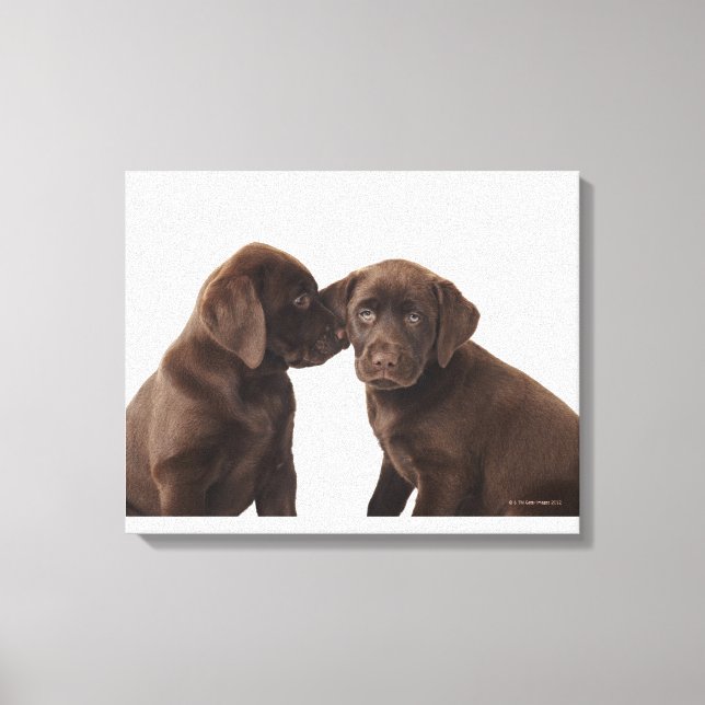 Toile Deux chiots au chocolat Labrador Retriever (Recto)