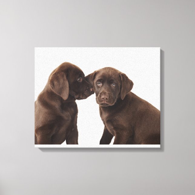 Toile Deux chiots au chocolat Labrador Retriever (Recto)