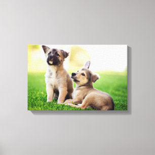 Toile Deux chiots bergers allemands