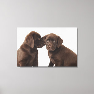 Toile Deux chiots de labrador retriever de chocolat