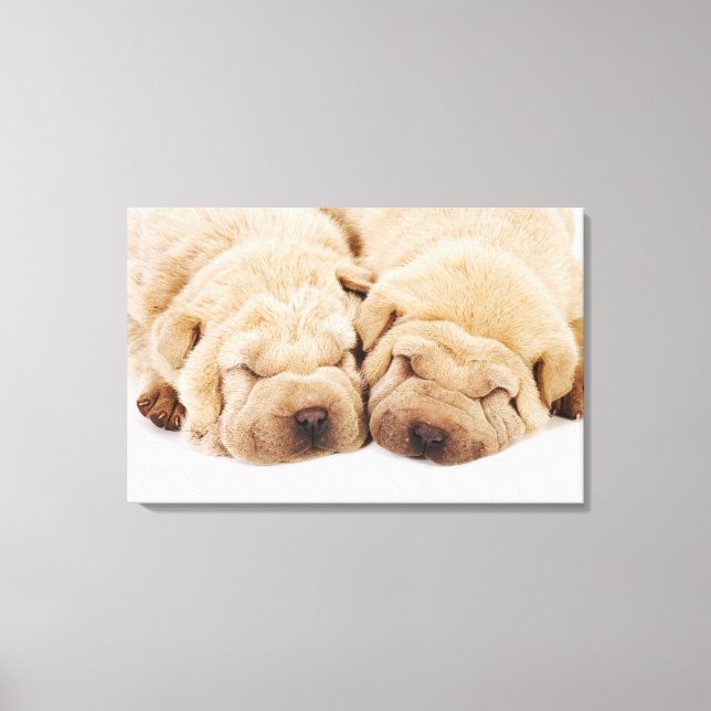 Toile Deux chiots Shar Pei dorment (Recto)