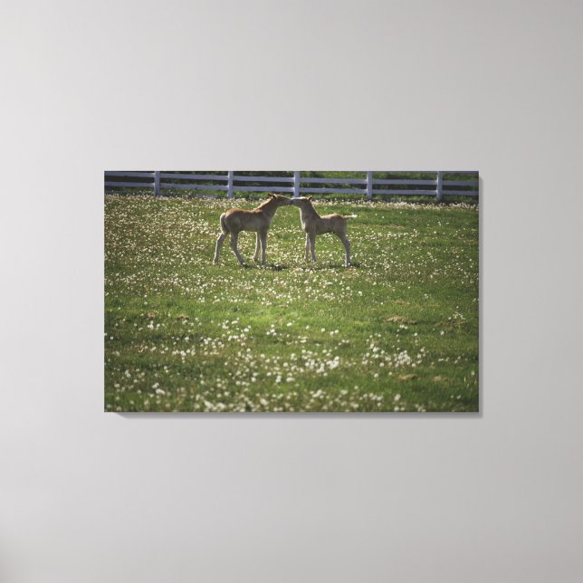 Toile Deux colts sur le terrain (Recto)