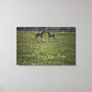 Toile Deux colts sur le terrain