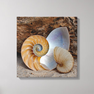 Toile Deux coques Nautilus