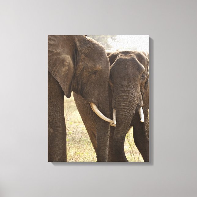 Toile Deux éléphants africains Bush (Loxodonta Africana) (Recto)