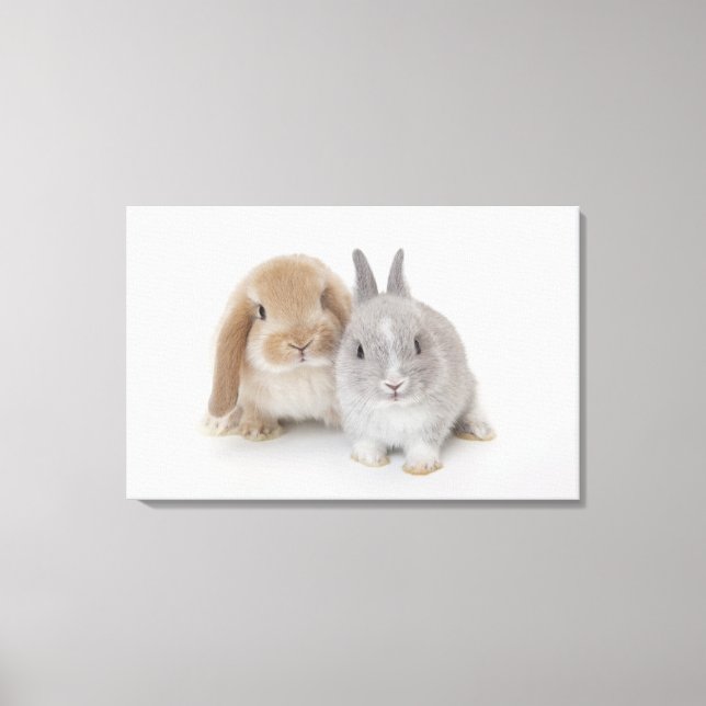 Toile Deux lapins Netherland Dwarf et Holland Lop (Recto)