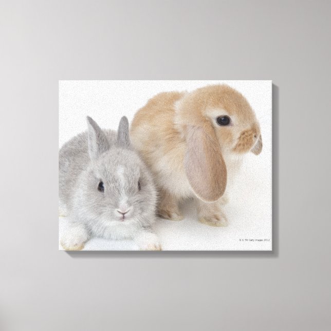 Toile Deux lapins.Netherland Nwarf et Holland Lop. (Recto)
