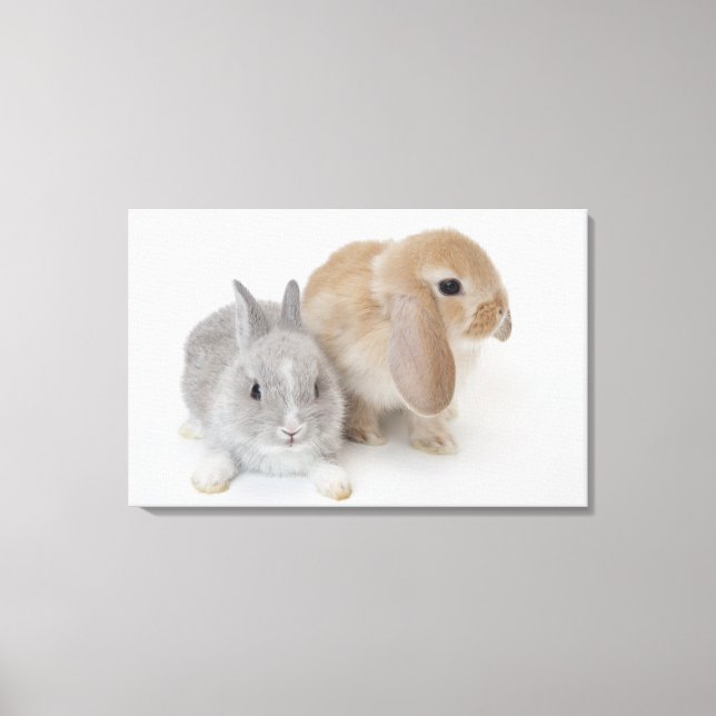 Toile Deux lapins.Netherland Nwarf et Holland Lop. (Recto)