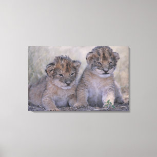 Toile Deux lion CUB