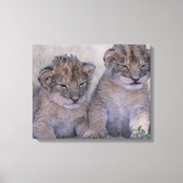 Toile Deux Lions Cubs (Recto)