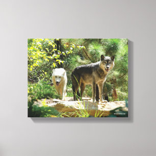 Toile Deux loups gris en forêt
