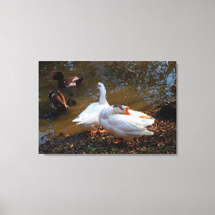 Toile deux oies blanches et deux canards mandarins