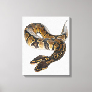 Toile Deux ont dirigé le python royal ou le python de