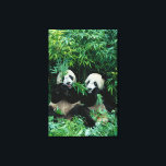 Toile Deux pandas mangeant du bambou ensemble, Wolong<br><div class="desc">DROIT D'AUTEUR Keren Su / DanitaDelimont.com | AS07 KSU111.jpg | Deux pandas mangeant du bambou ensemble,  Wolong,  Sichuan,  Chine</div>