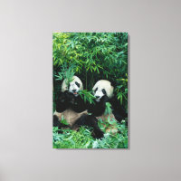 Deux pandas mangeant du bambou ensemble, Wolong