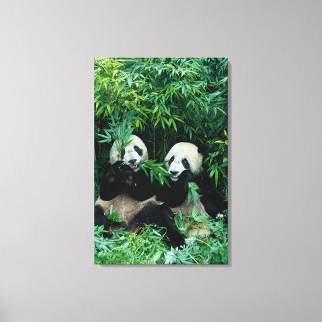 Toile Deux pandas mangeant du bambou ensemble, Wolong (Recto)