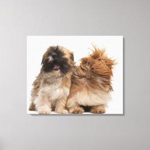 Toile Deux Shih-Tzus dans le vent