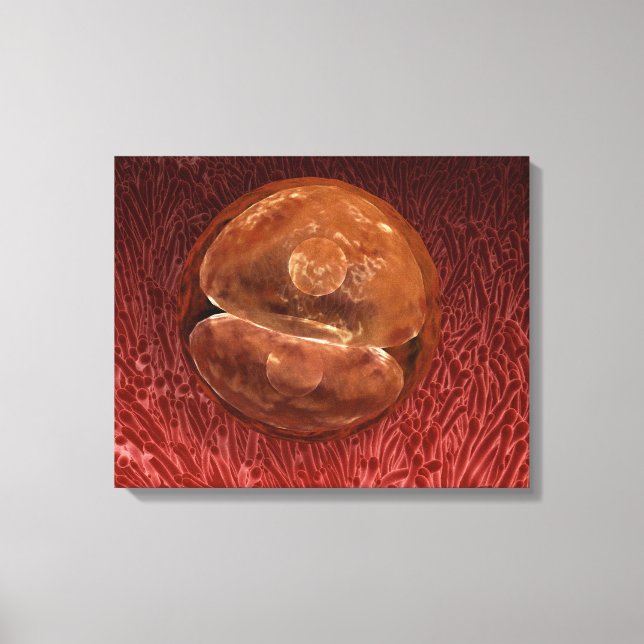 Toile Développement de Zygote : 24-36 Heures (Recto)