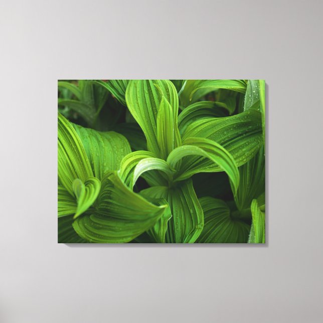 Toile Dewdrops sur une fausse Helabore (Recto)