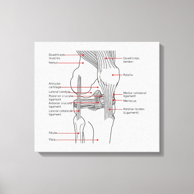 Toile Diagramme anatomique articulation du genou droit h (Recto)