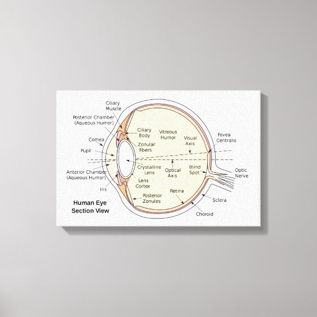 Toile Diagramme anatomique du globe oculaire humain sur  (Recto)