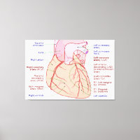 Diagramme de circulation des artères coronaires du