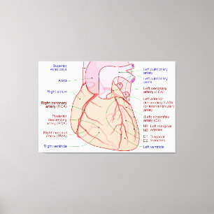 Toile Diagramme de circulation des artères coronaires du