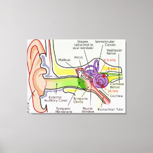 Toile Diagramme de la cartographie des fréquences cochlé