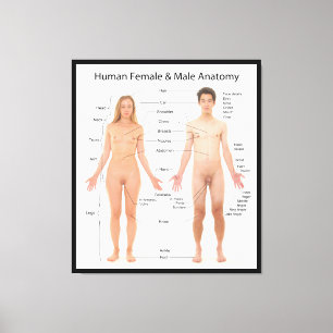 Toile Diagramme de l'anatomie femelle et masculine