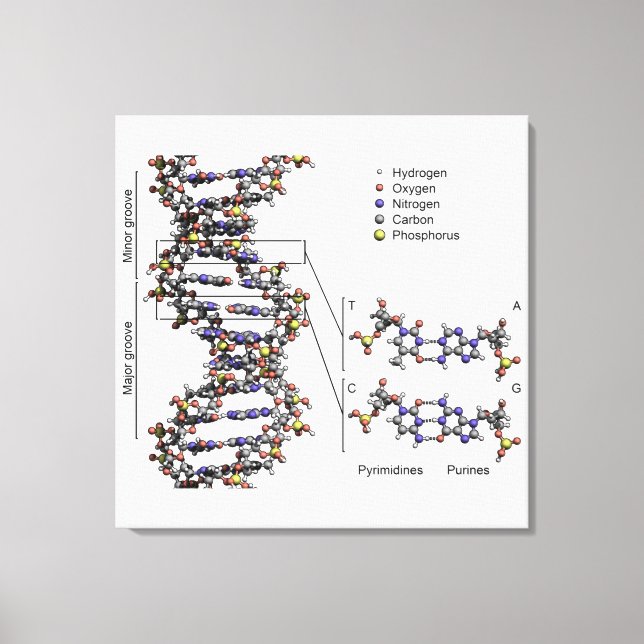 Toile Diagramme des bases de l'acide désoxyribonucléique (Recto)